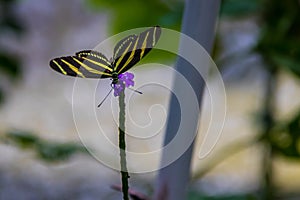 Zebra longwings butterfly on a purple flower
