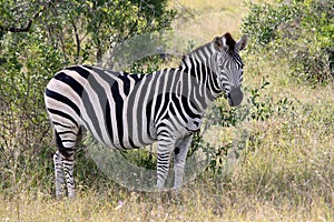 A zebra looked in our lens Krugerpark South Africa