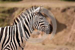 Zebra looking alert