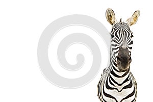 Zebra.Looking at camera