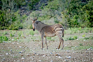 Zebra looking at the camera in Etosha.
