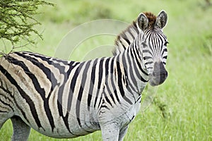 Zebra looking into camera in Umfolozi Game Reserve, South Africa, established in 1897 photo