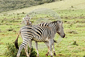 Zebra looking and laughing at the camera