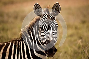 Zebra looking at viewer