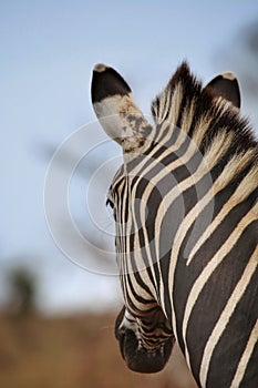 Zebra on the lookout