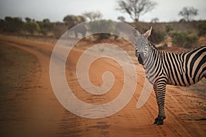 Zebra looks the Camera in Kenya.