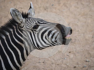 Zebra looks and smiles