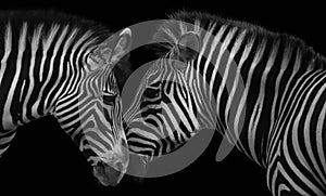 Zebra love