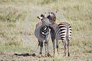 Zebra love