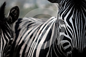 Zebra in Lubango - Angola, Africa photo