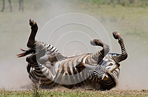 Zebra lying a dust. Kenya. Tanzania. National Park. Serengeti. Maasai Mara.