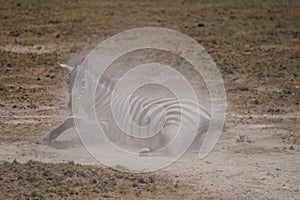 Zebra lying on a dusty ground in the wild