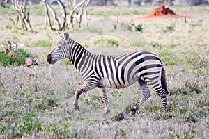 Zebra lying in the savanna