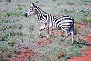 Zebra lying in the savanna