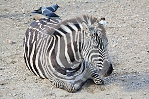 A zebra lying with two jays on its back
