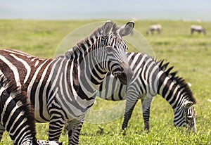 Zebra in Maasai Mara, Kenya