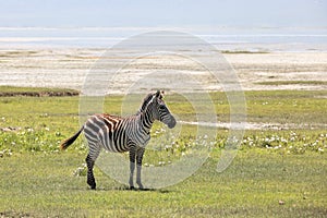 Zebra in Maasai Mara, Kenya