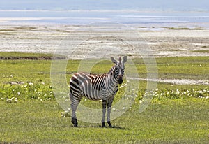 Zebra in Maasai Mara, Kenya