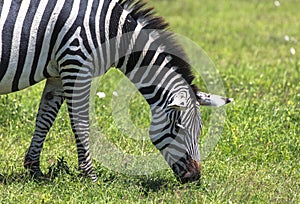 Zebra in Maasai Mara, Kenya