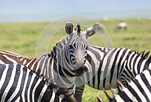 Zebra in Maasai Mara, Kenya