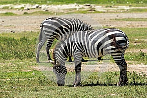 Zebra in Maasai Mara, Kenya