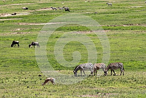 Zebra in Maasai Mara, Kenya