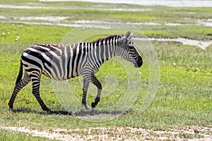 Zebra in Maasai Mara, Kenya