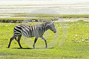 Zebra in Maasai Mara, Kenya