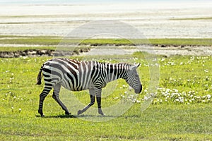 Zebra in Maasai Mara, Kenya