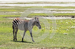 Zebra in Maasai Mara, Kenya