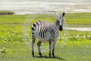 Zebra in Maasai Mara, Kenya