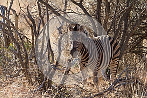 Zebra, Madikwe Game Reserve