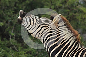 Zebra making funny face and snorting photo