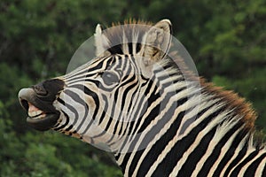 Zebra making funny face snorting photo