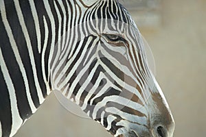 Zebra