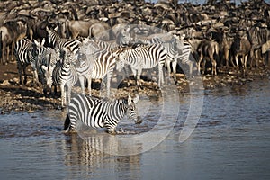 Zebra in Mara river, Kenya photo