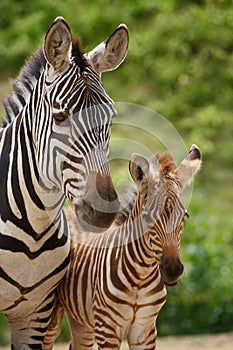 Zebra mare and foal