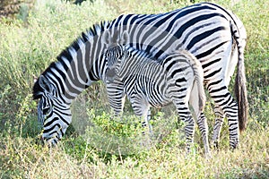 Zebra mare with foal, Botswana Africa