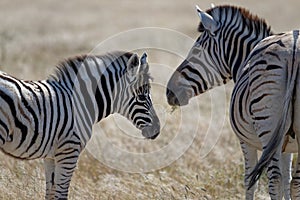 A zebra mare and foal are facing each other on the Namibian savanna