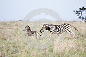 Zebra mare and foal fleeing danger