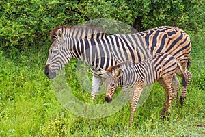 Zebra mare and foal interaction