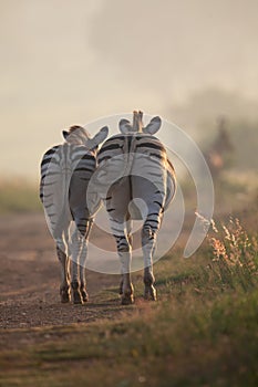 Zebra mare and foal walking away along a road in early morning sun