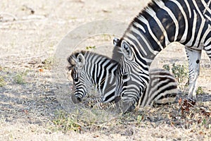 Zebra mare and foul