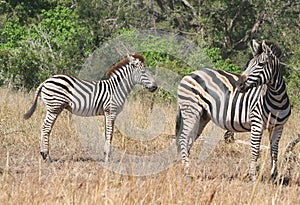 Zebra mare and foul watchful for predators in African bush
