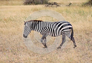 A zebra in masai mara