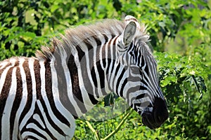 A zebra in masai mara