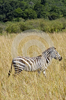 Zebra, Masai Mara