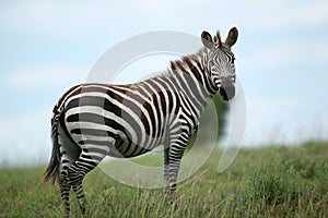 Zebra masai mara kenya