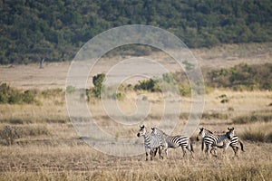 Zebra in the Masai Mara, Kenya