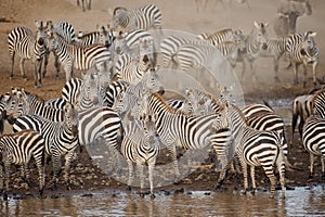 Zebra in the Masai Mara, Kenya photo